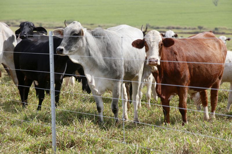 Farm Boundary Fence